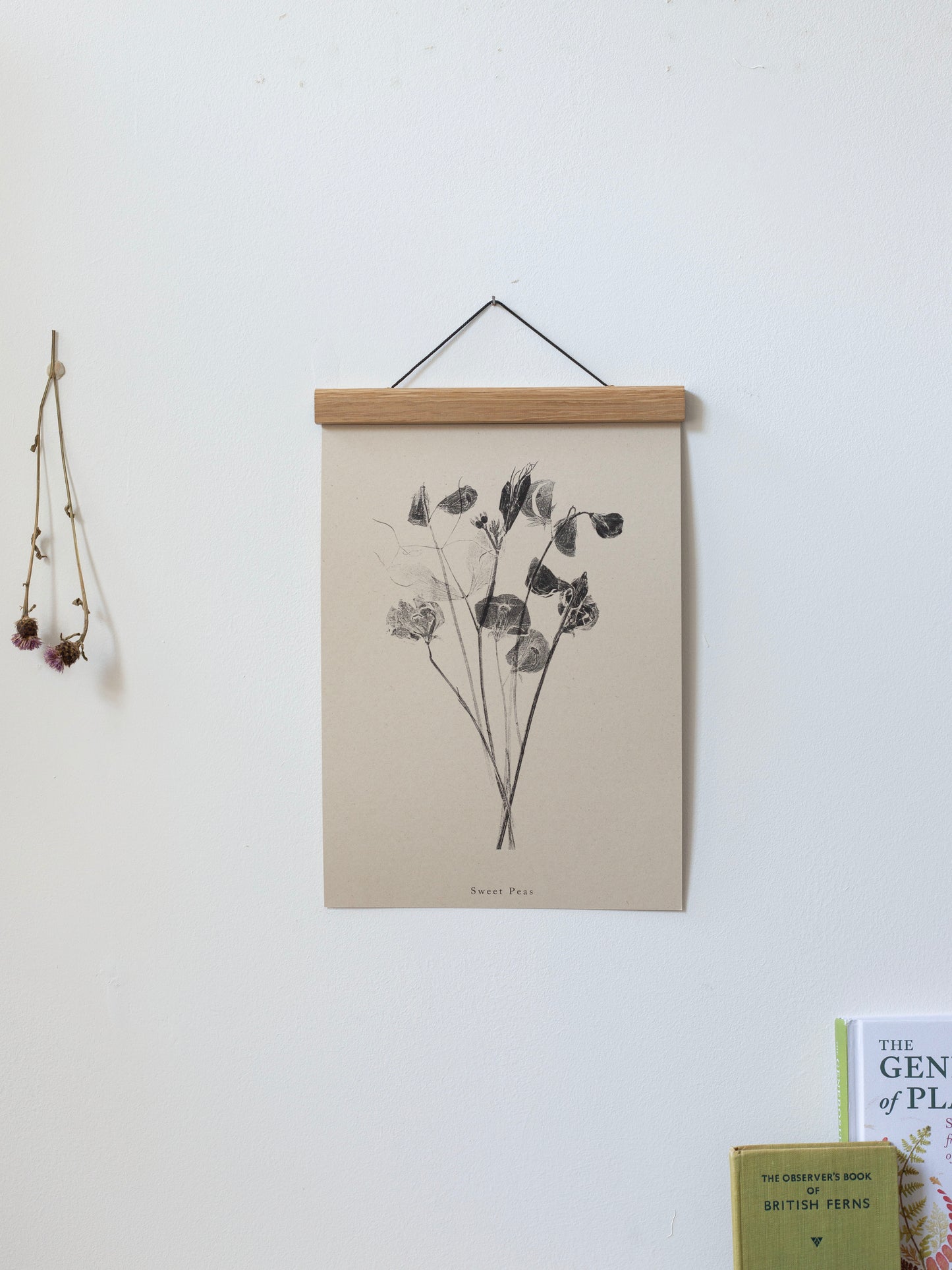 Sweet Peas - Botanical Art Print