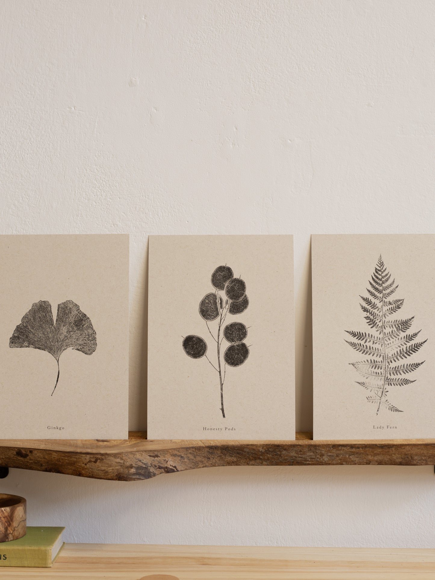 Honesty Pods - Botanical Art Print