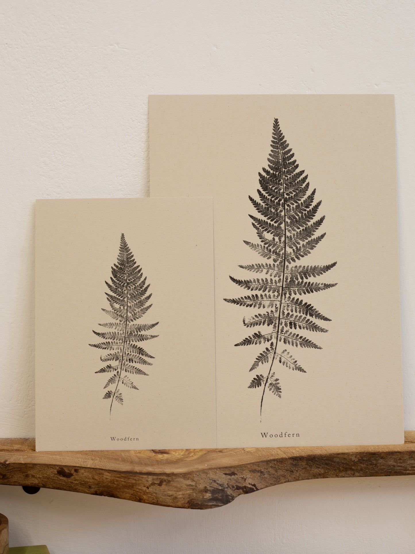 Woodfern - Botanical Art Print