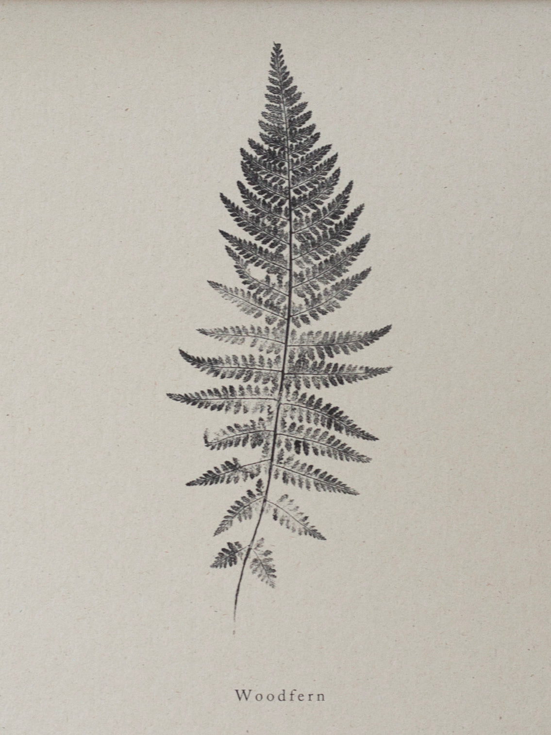 Woodfern - Botanical Art Print