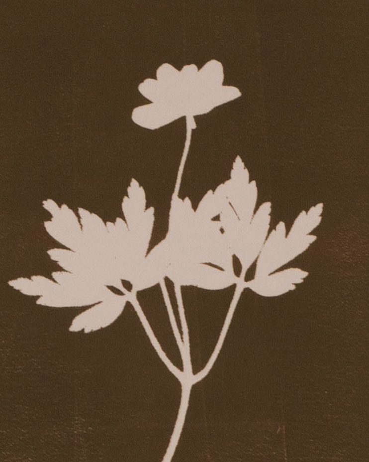 Wood Anemone flower monoprint in brown with mount