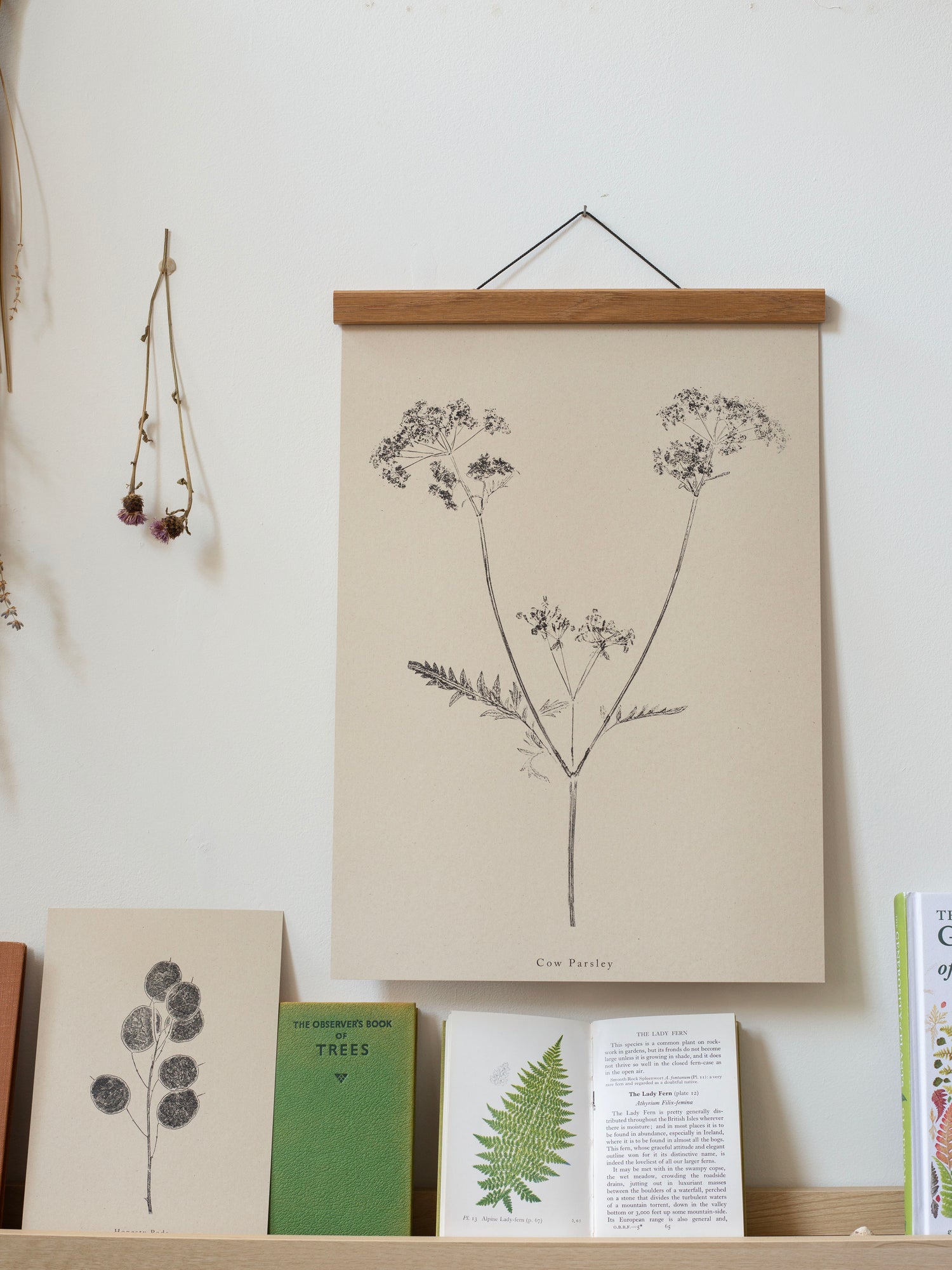 Botanical Art Prints