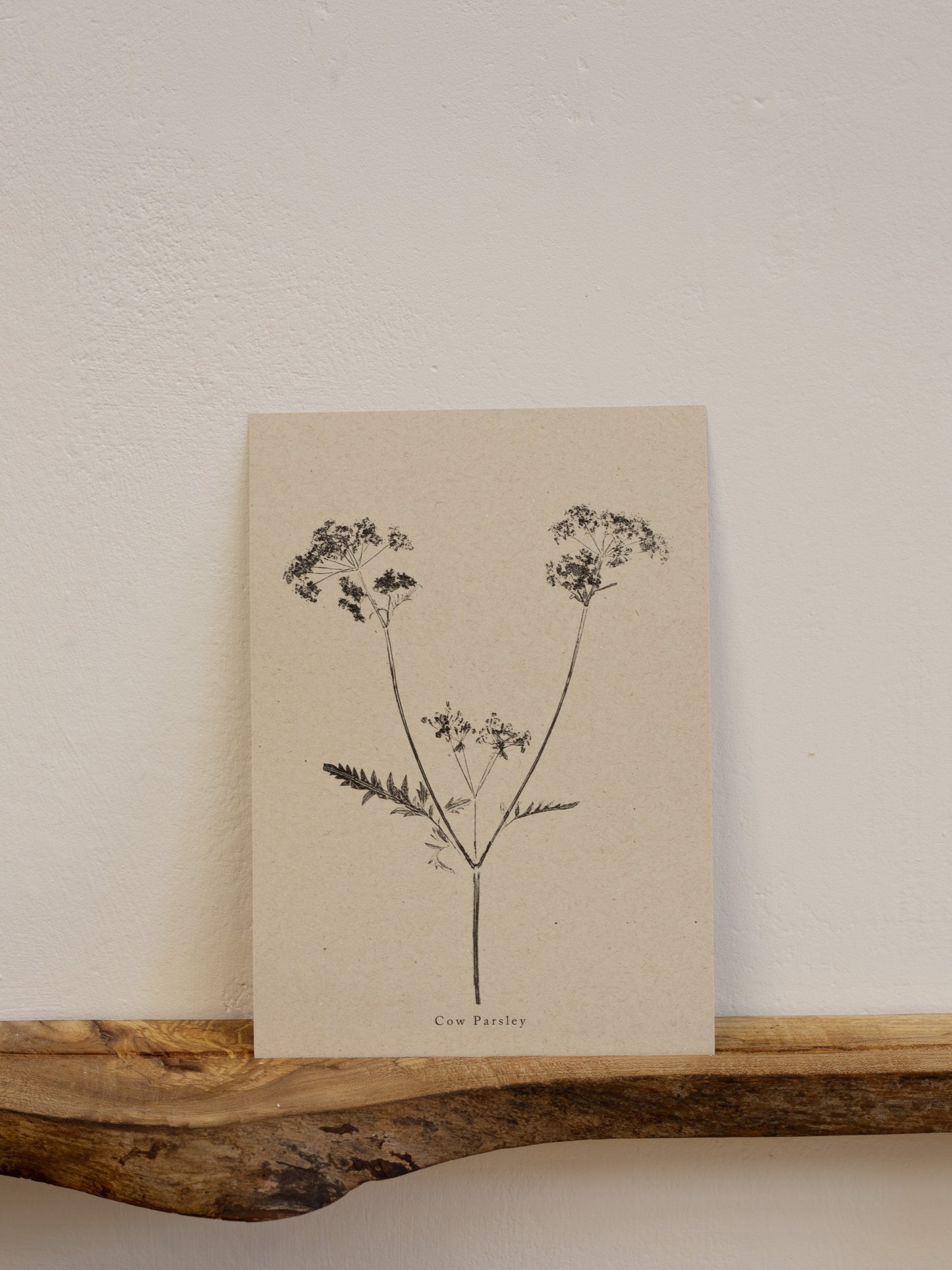 Cow Parsley - Botanical Art Print