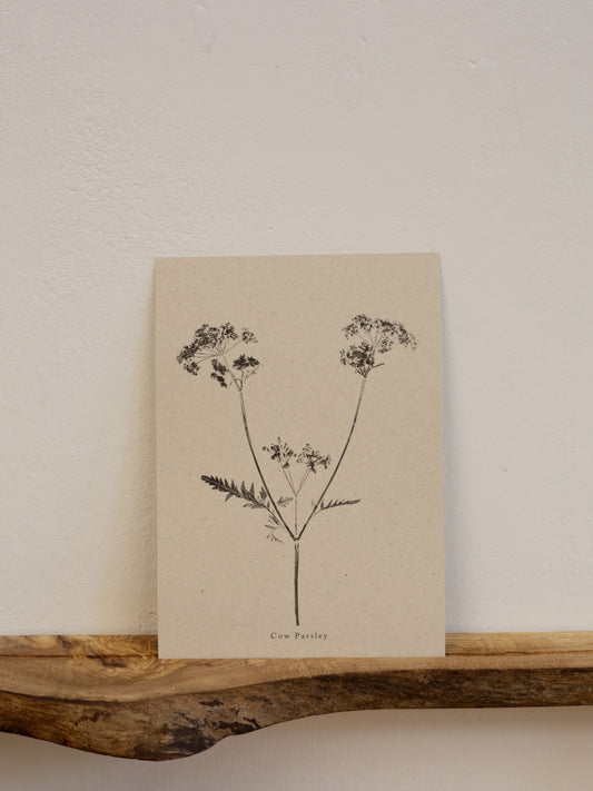 Cow Parsley - Botanical Art Print