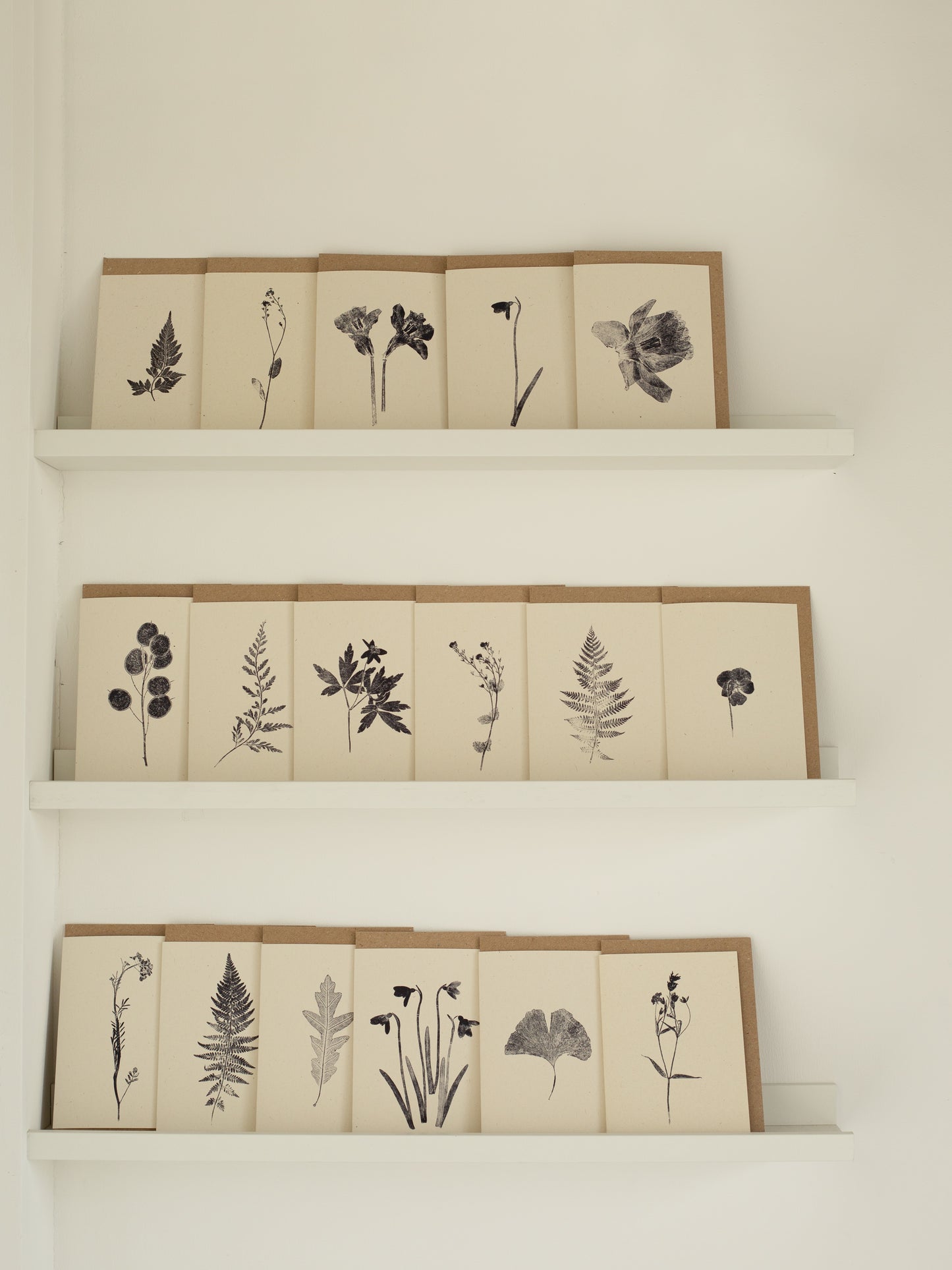 A set of botanical greeting cards displayed on shelves, featuring various plant designs printed in black on ivory-colored card stock.
