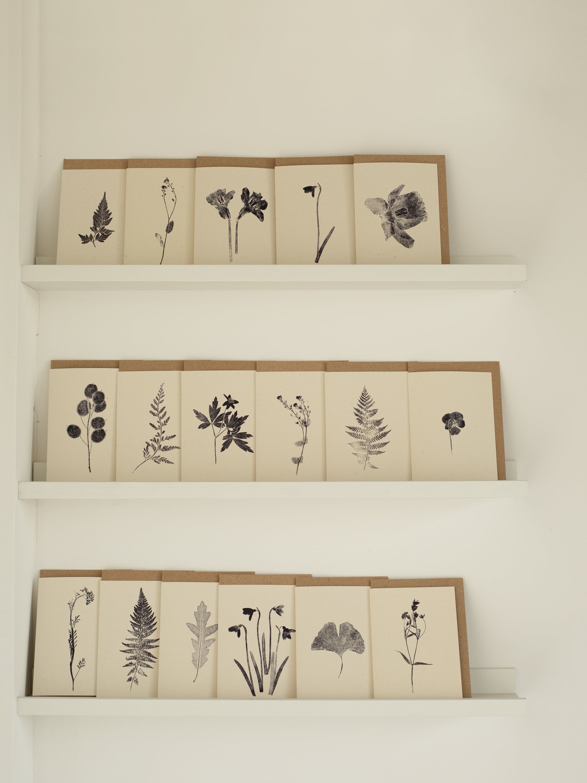 A set of botanical greeting cards displayed on shelves, featuring various plant designs printed in black on ivory-colored card stock.