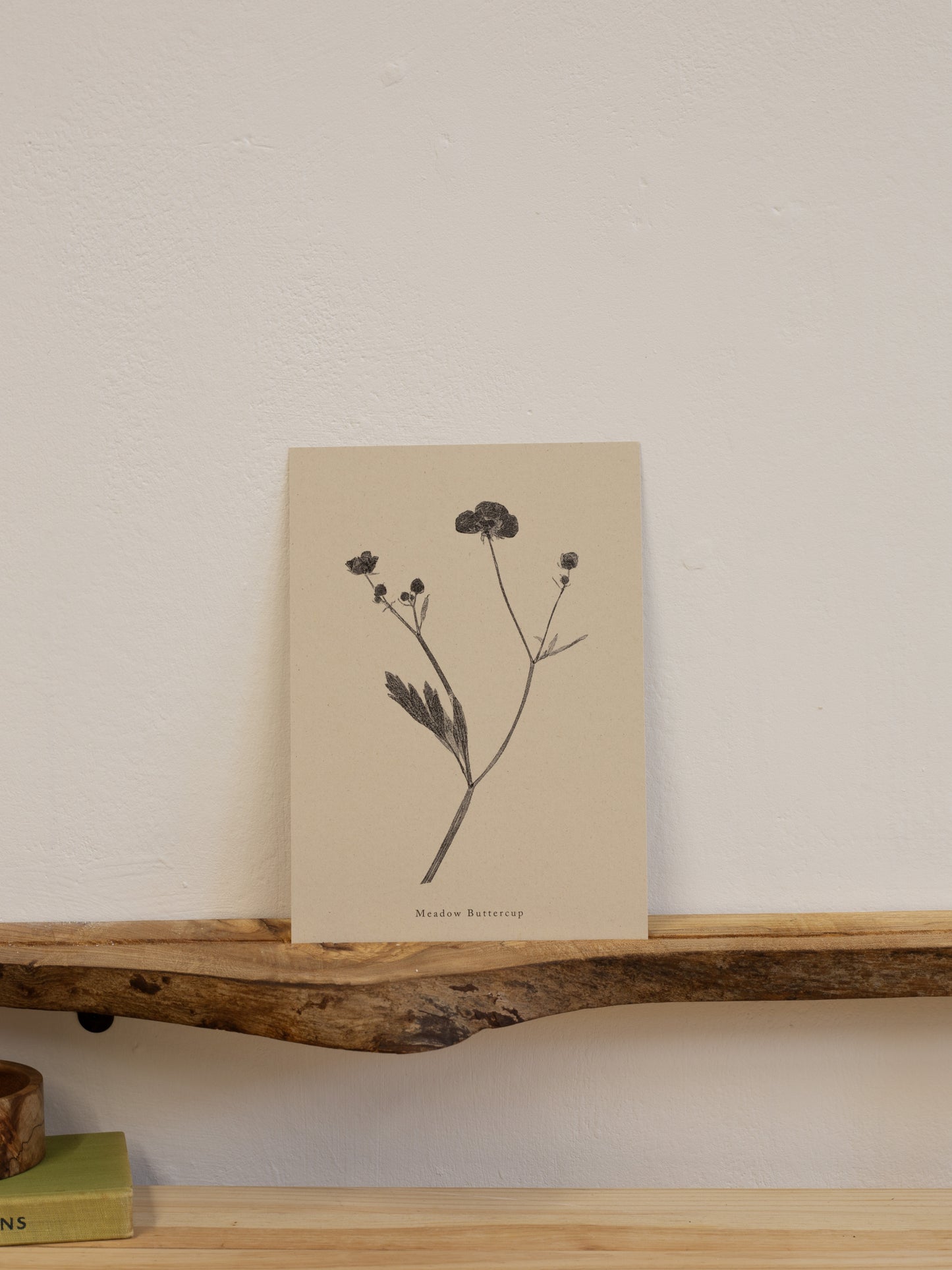 Meadow Buttercup - Botanical Art Print