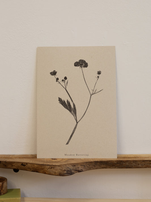 Meadow Buttercup - Botanical Art Print