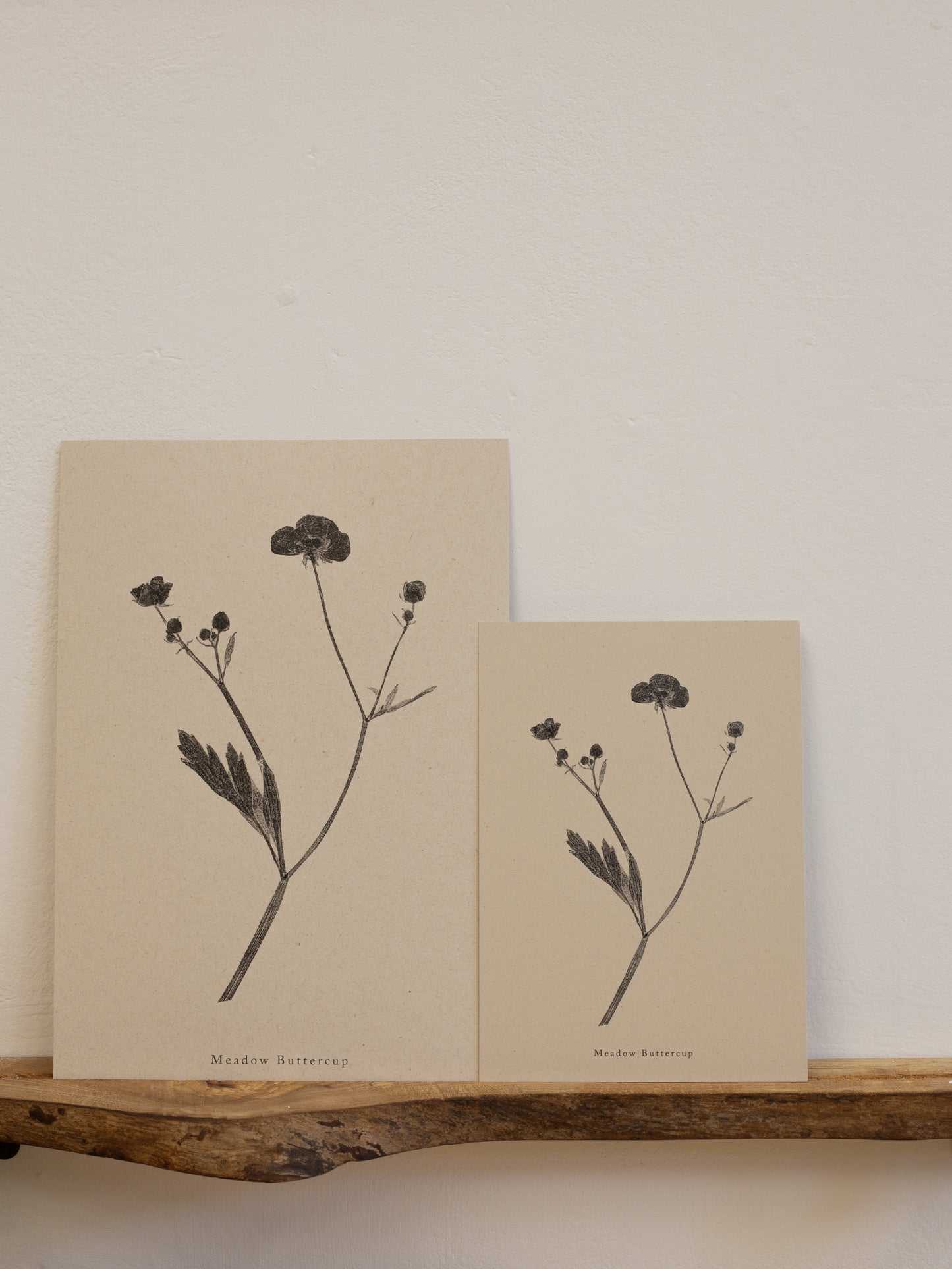 Meadow Buttercup - Botanical Art Print