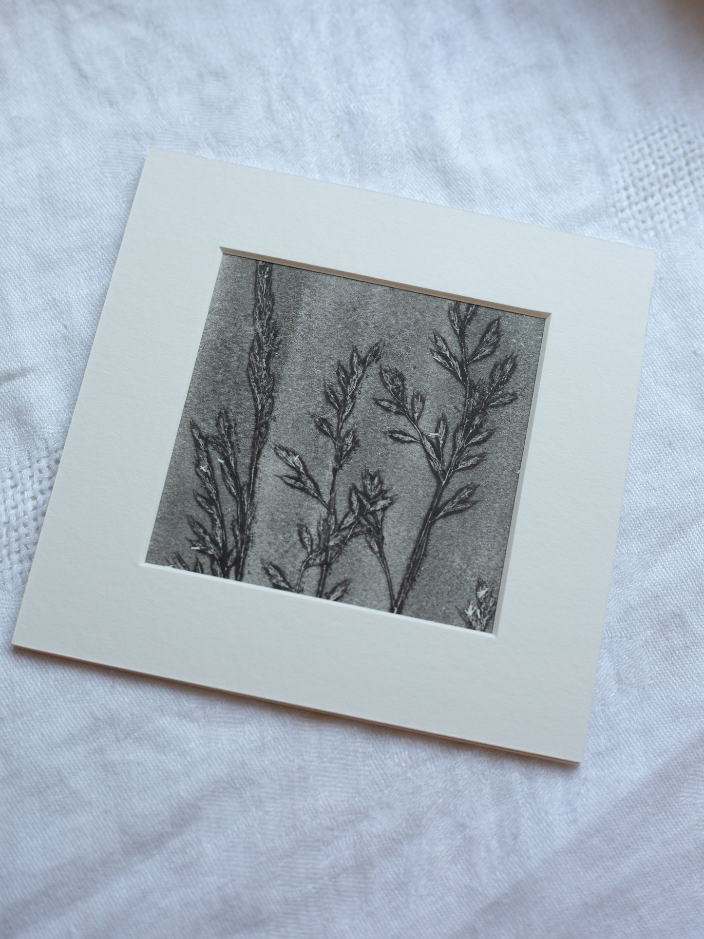 Grass 3 - Mounted Square Botanical Monoprint