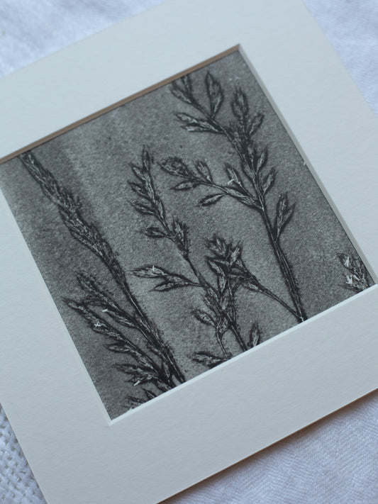 Grass 3 - Mounted Square Botanical Monoprint