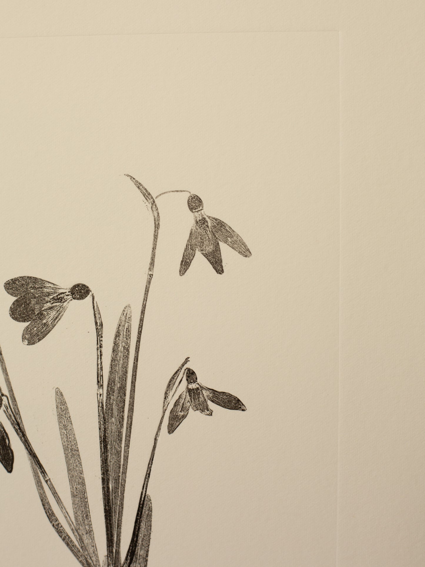 Snowdrops Bouquet 1, Black Monoprint