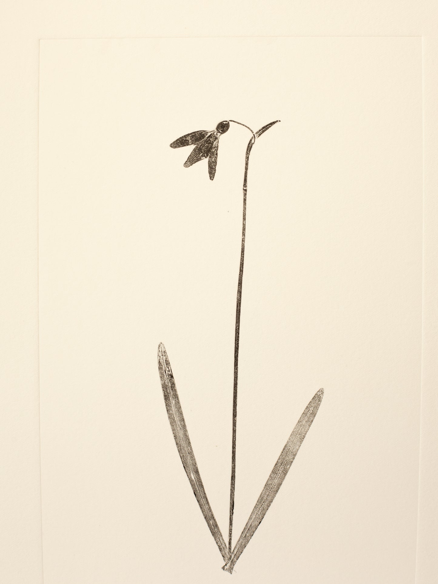 Snowdrop 3, Botanical Monoprint