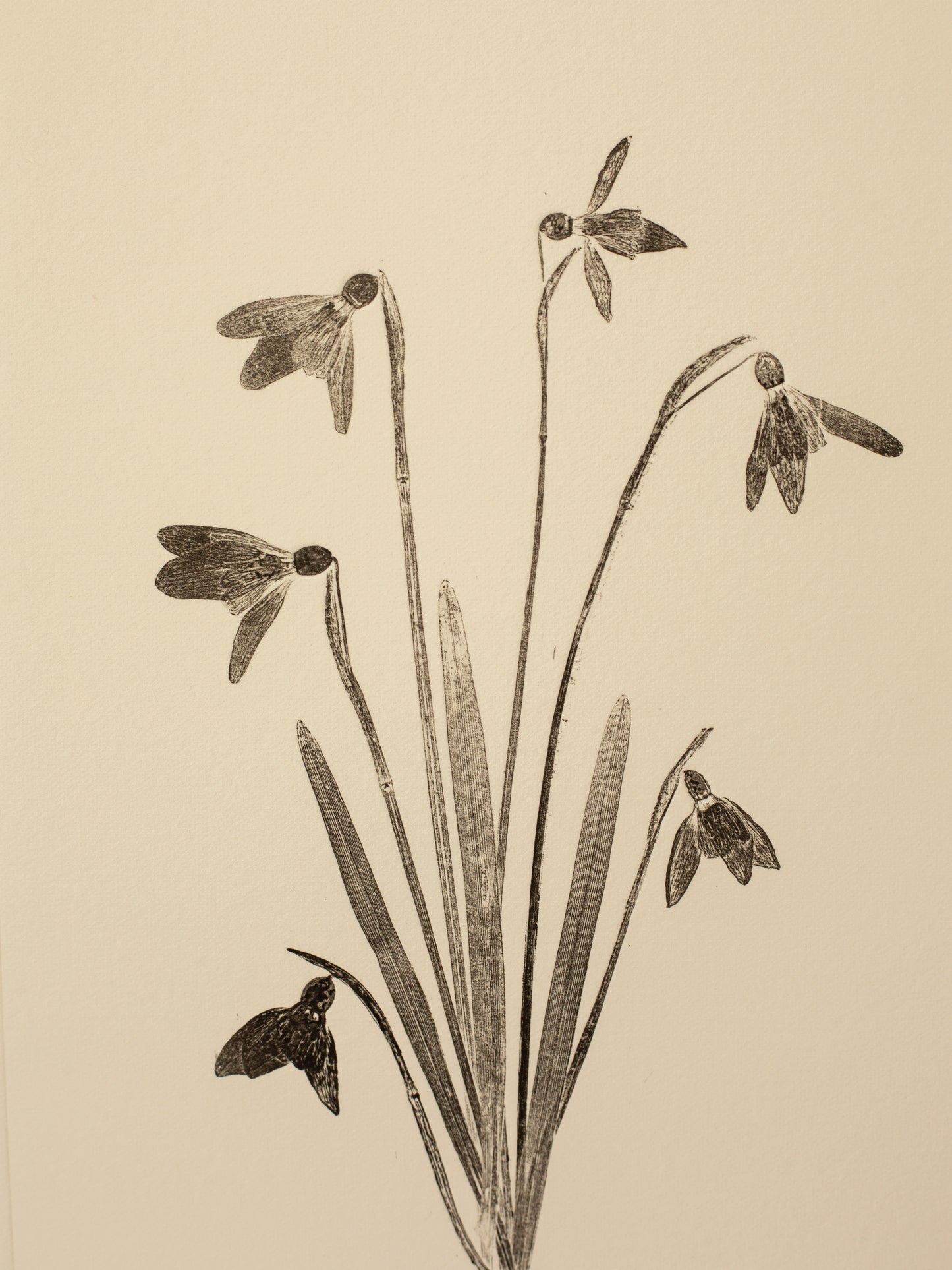 Snowdrop Bouquet 2, Botanical Monoprint
