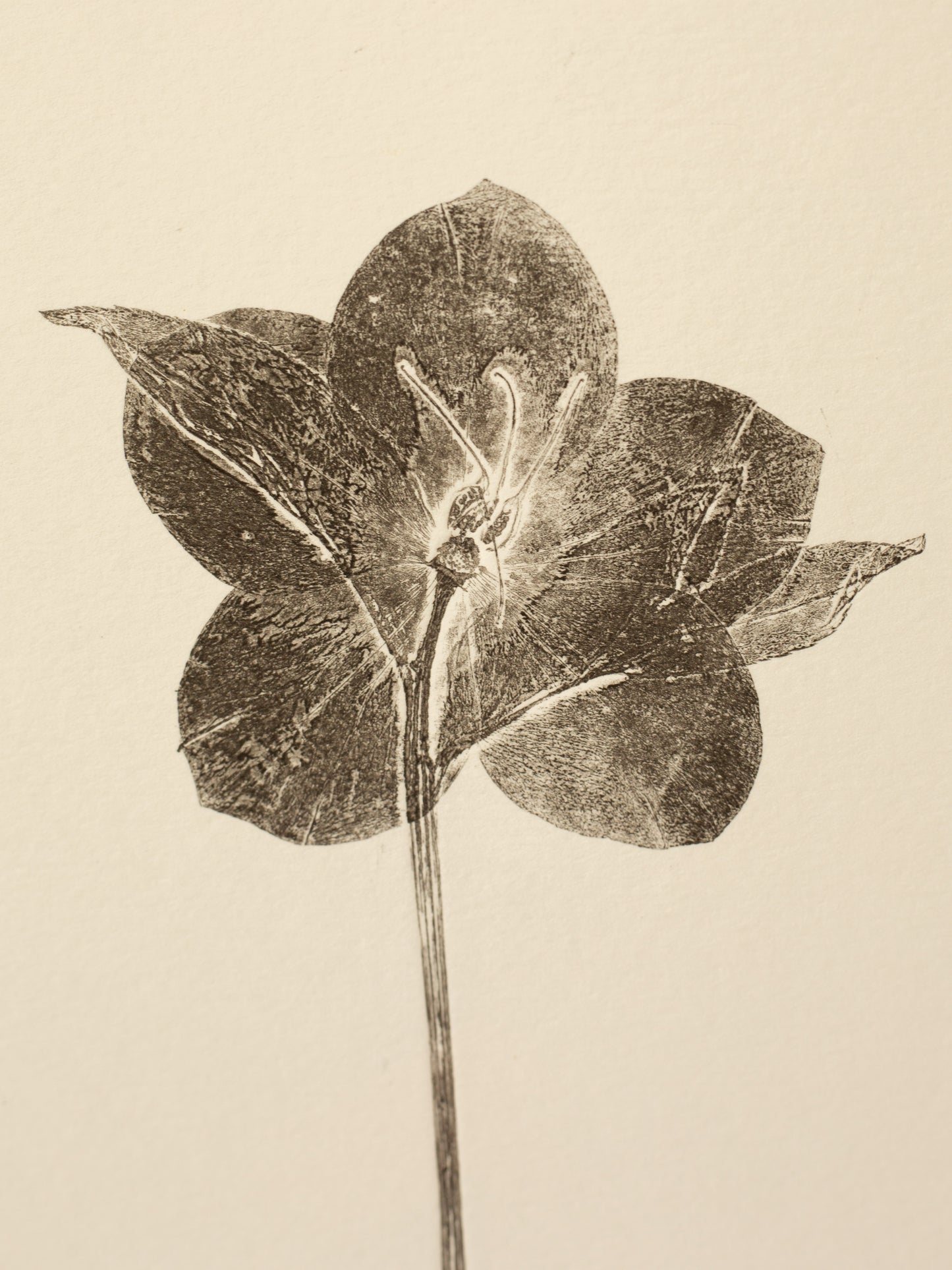 Hellebore 2, Botanical Black Monoprint