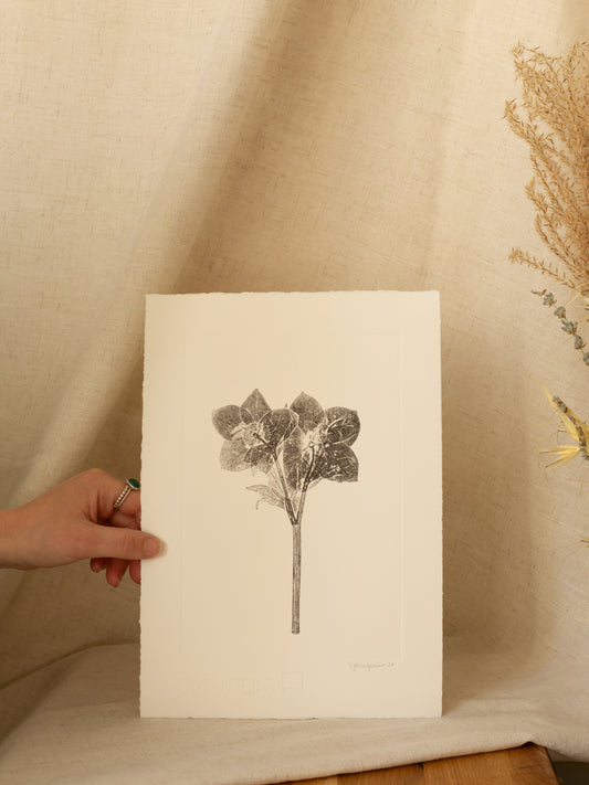 Hellebore 4, Botanical Black Monoprint