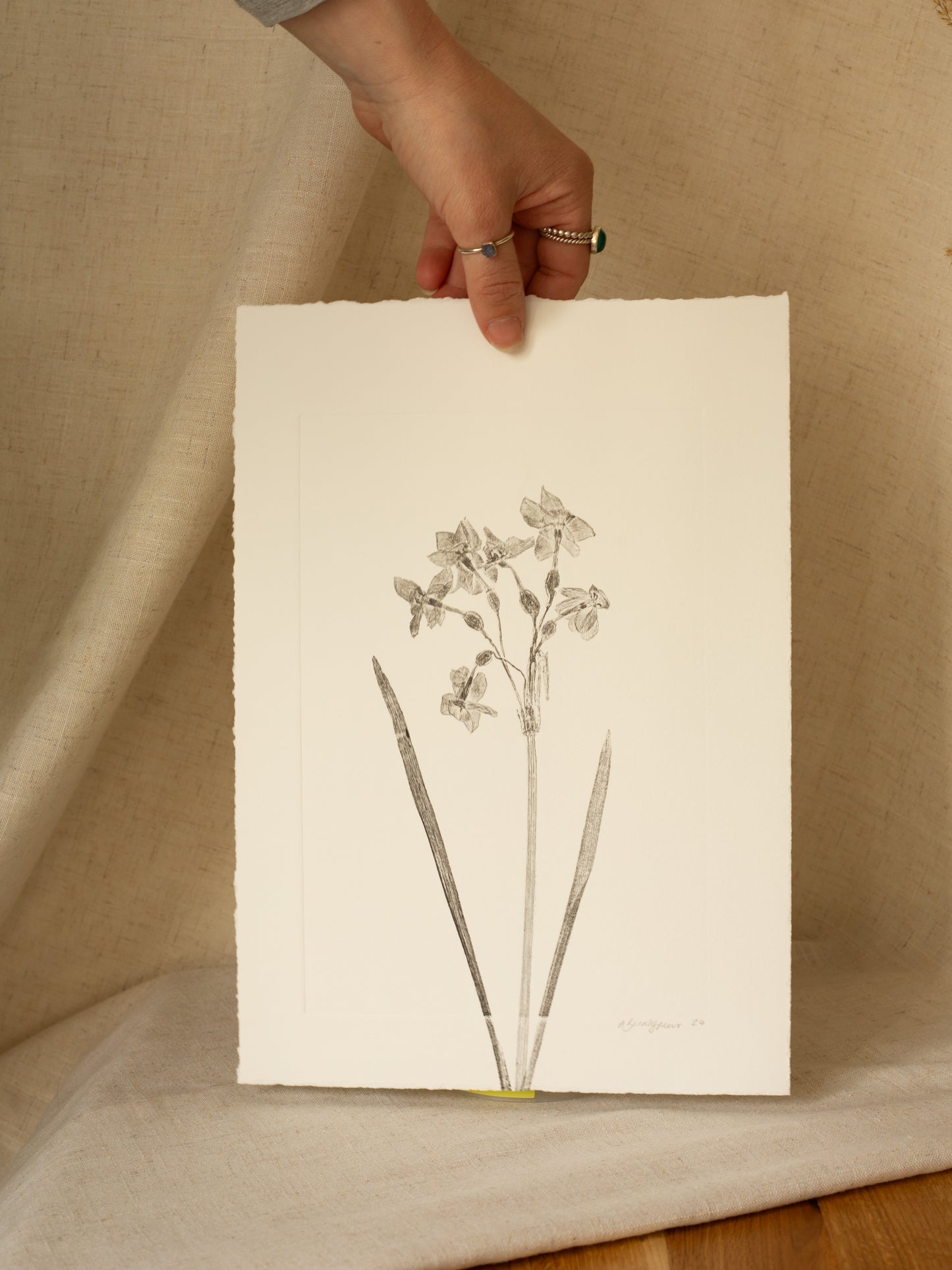 Daffodils 1, Botanical Black Monoprint