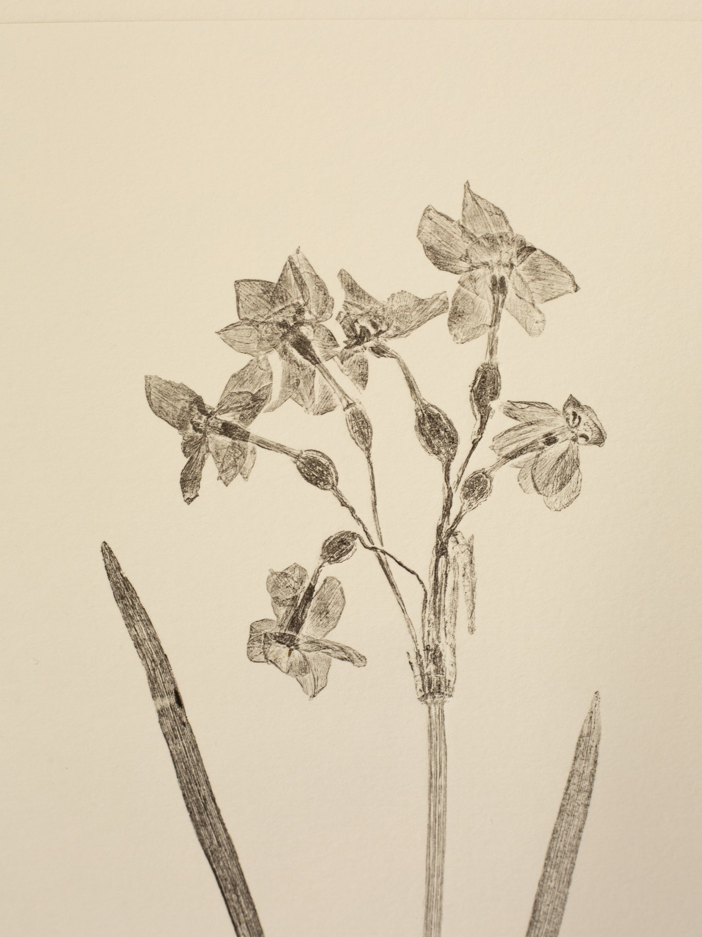 Daffodils 1, Botanical Black Monoprint