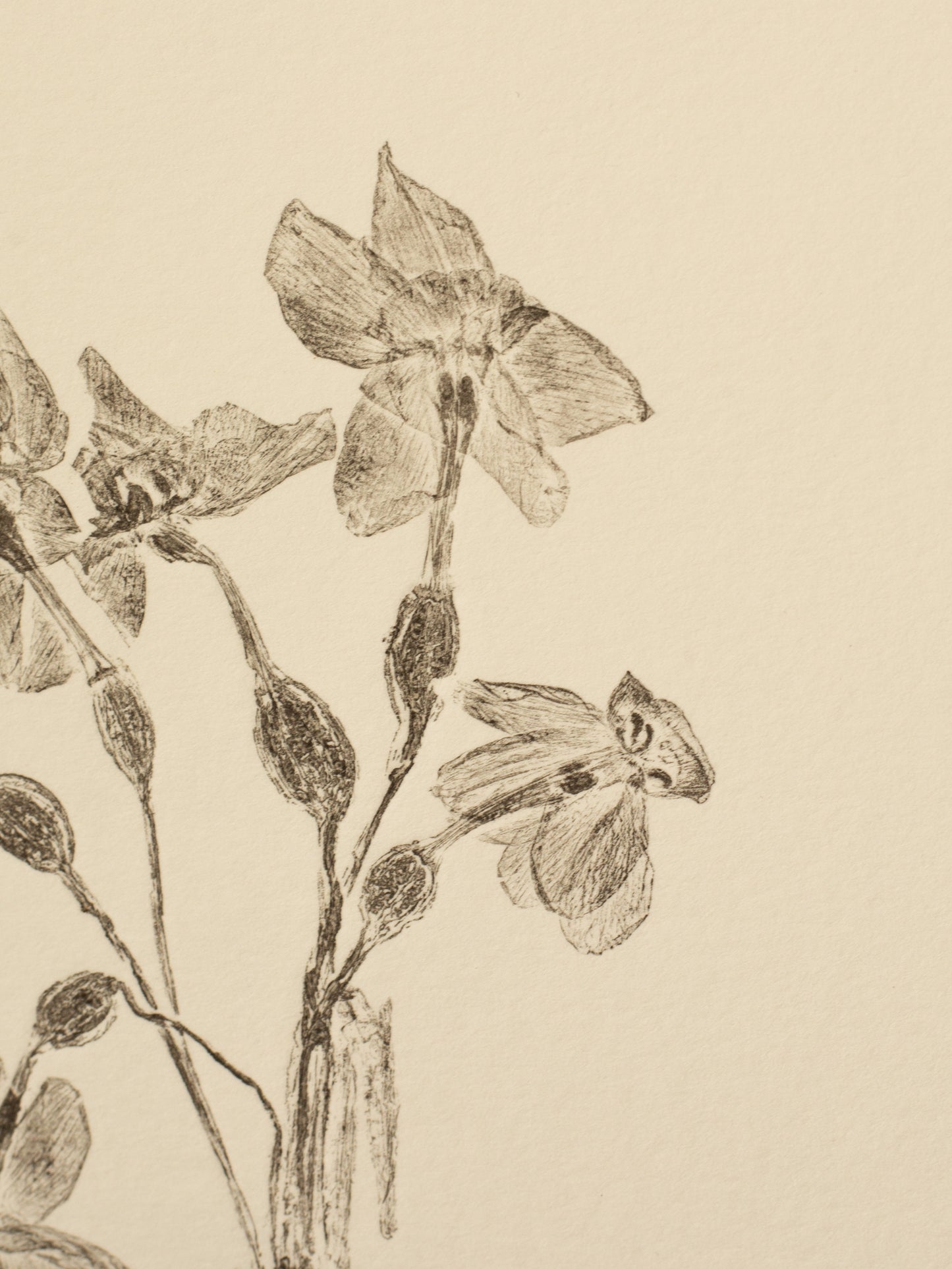 Daffodils 1, Botanical Black Monoprint