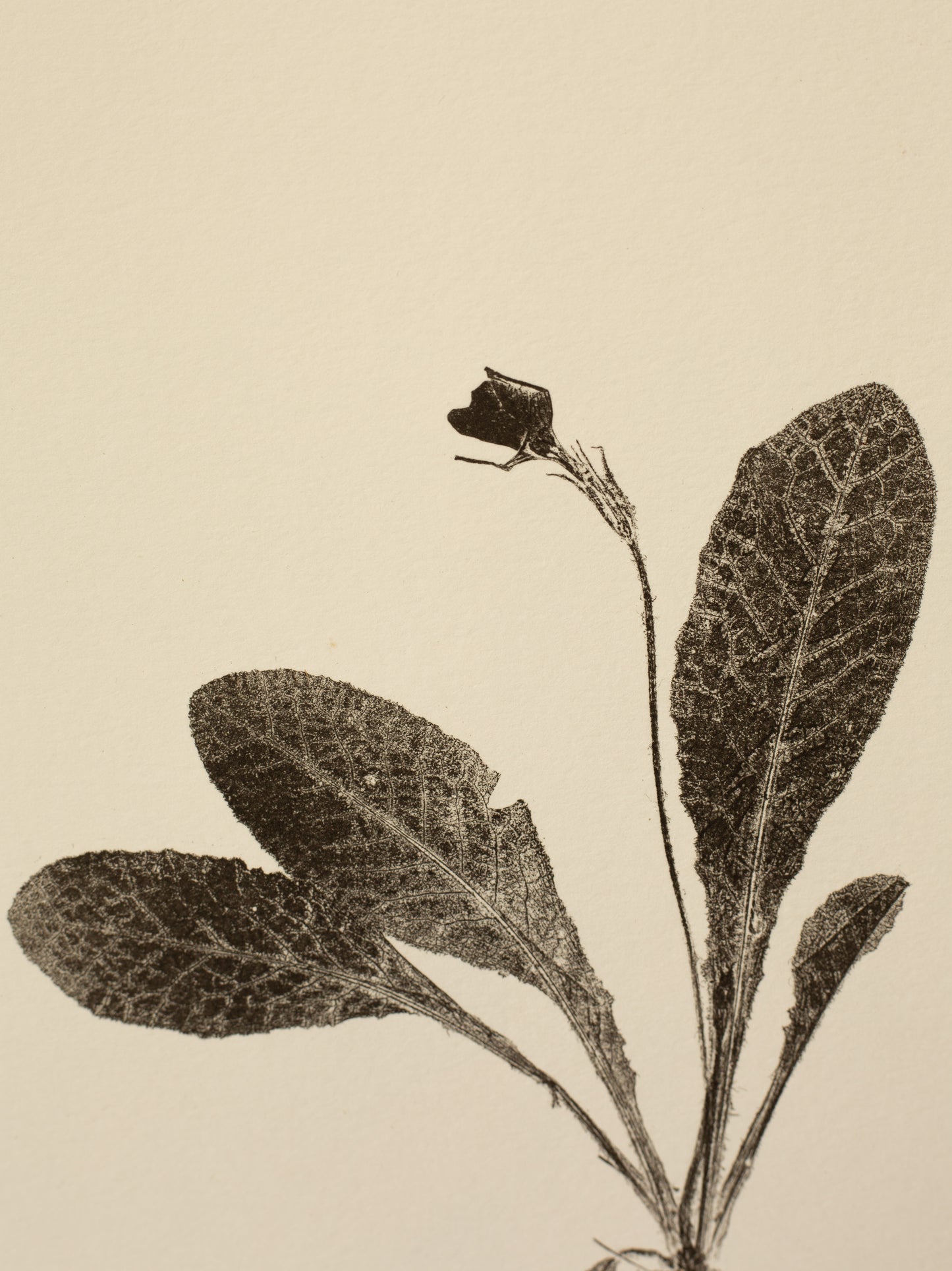 Primrose 1, Botanical Black Monoprint