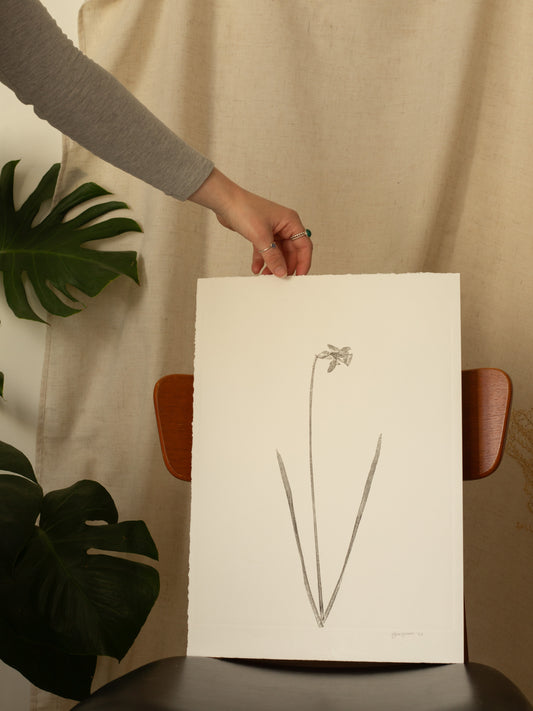 Daffodil 2, Botanical Black Monoprint