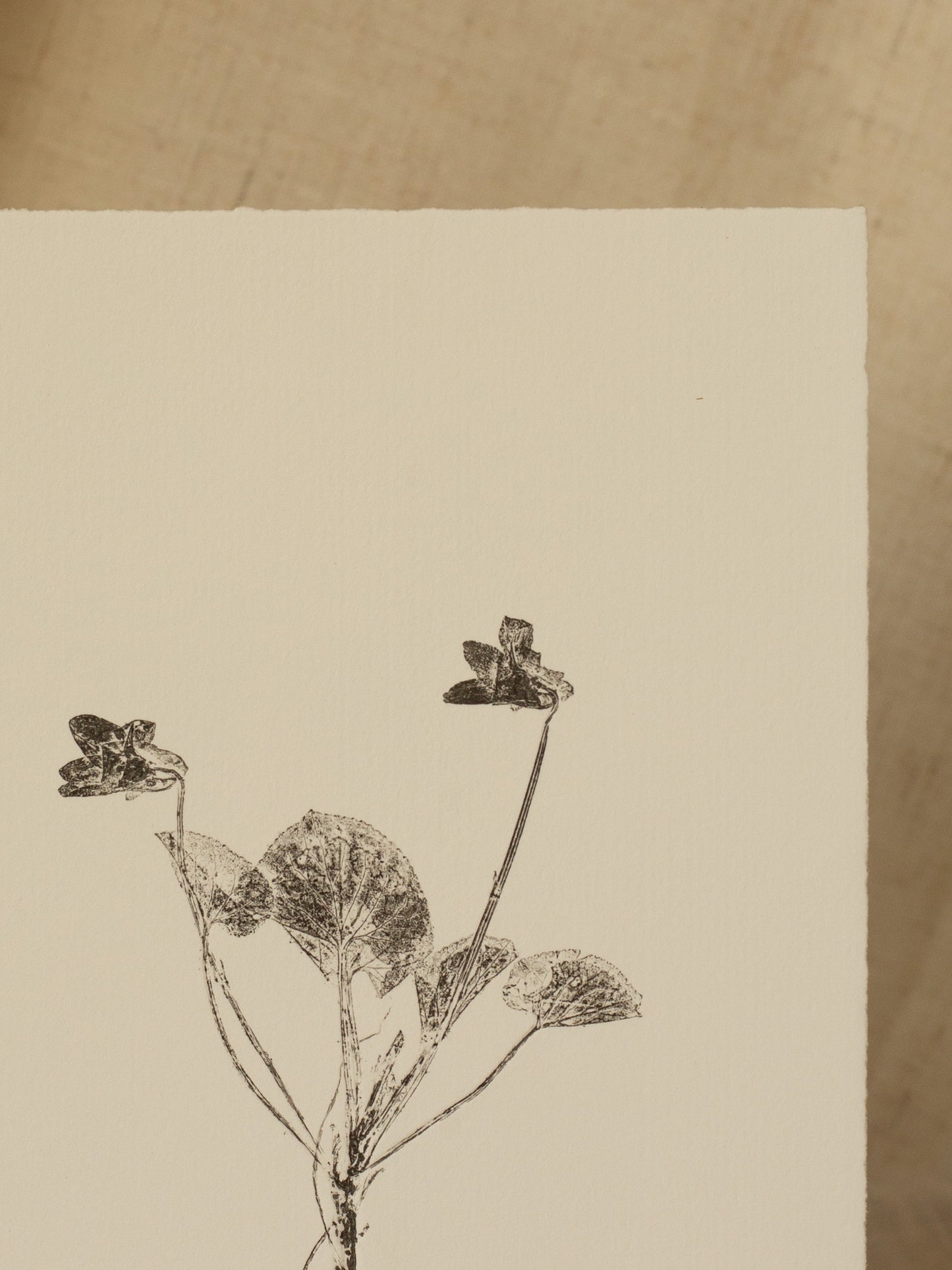 Dog Violet 1, Botanical Black Monoprint