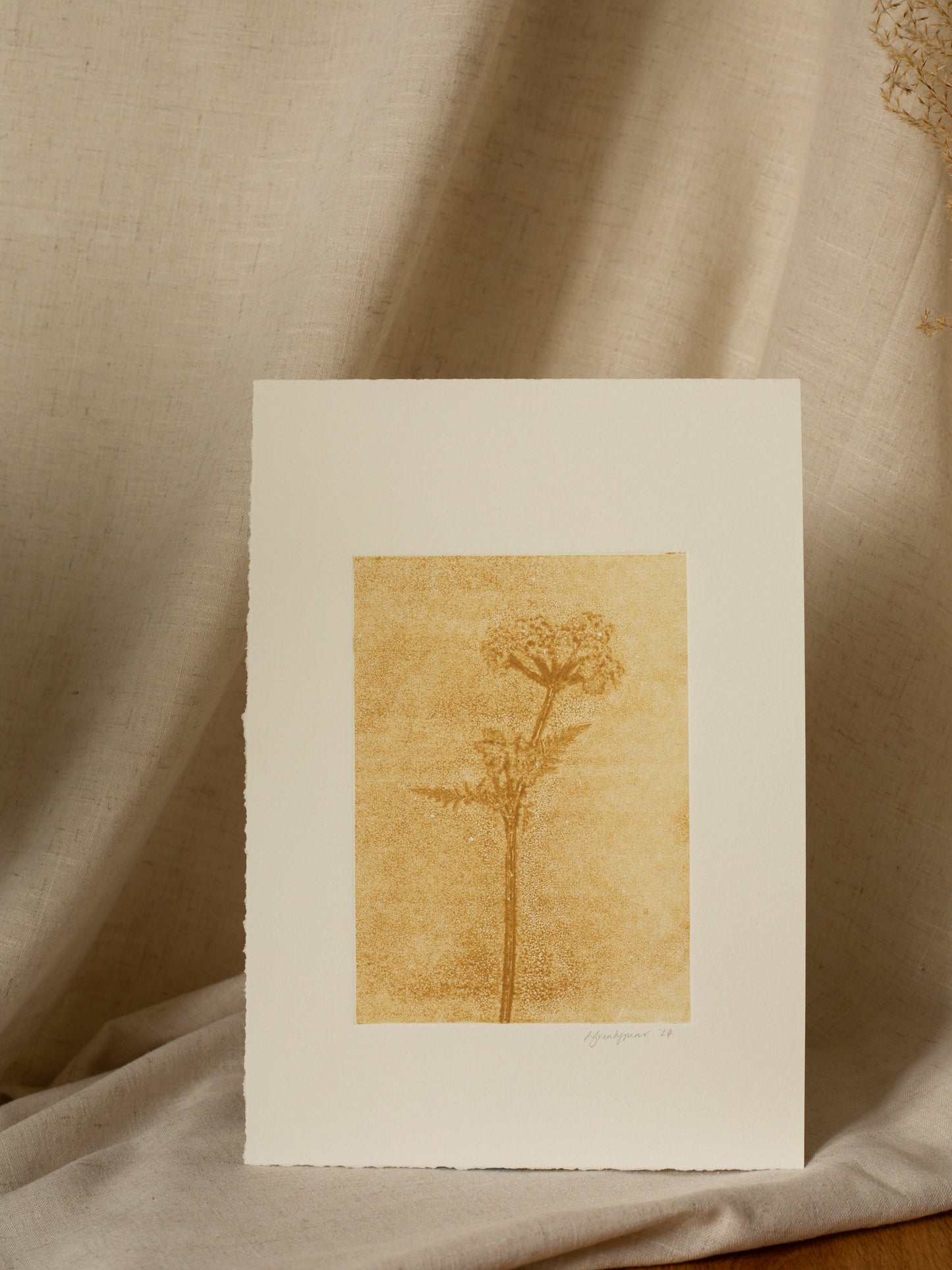 Cow Parsley 1, Yellow Ochre Ghost Monoprint