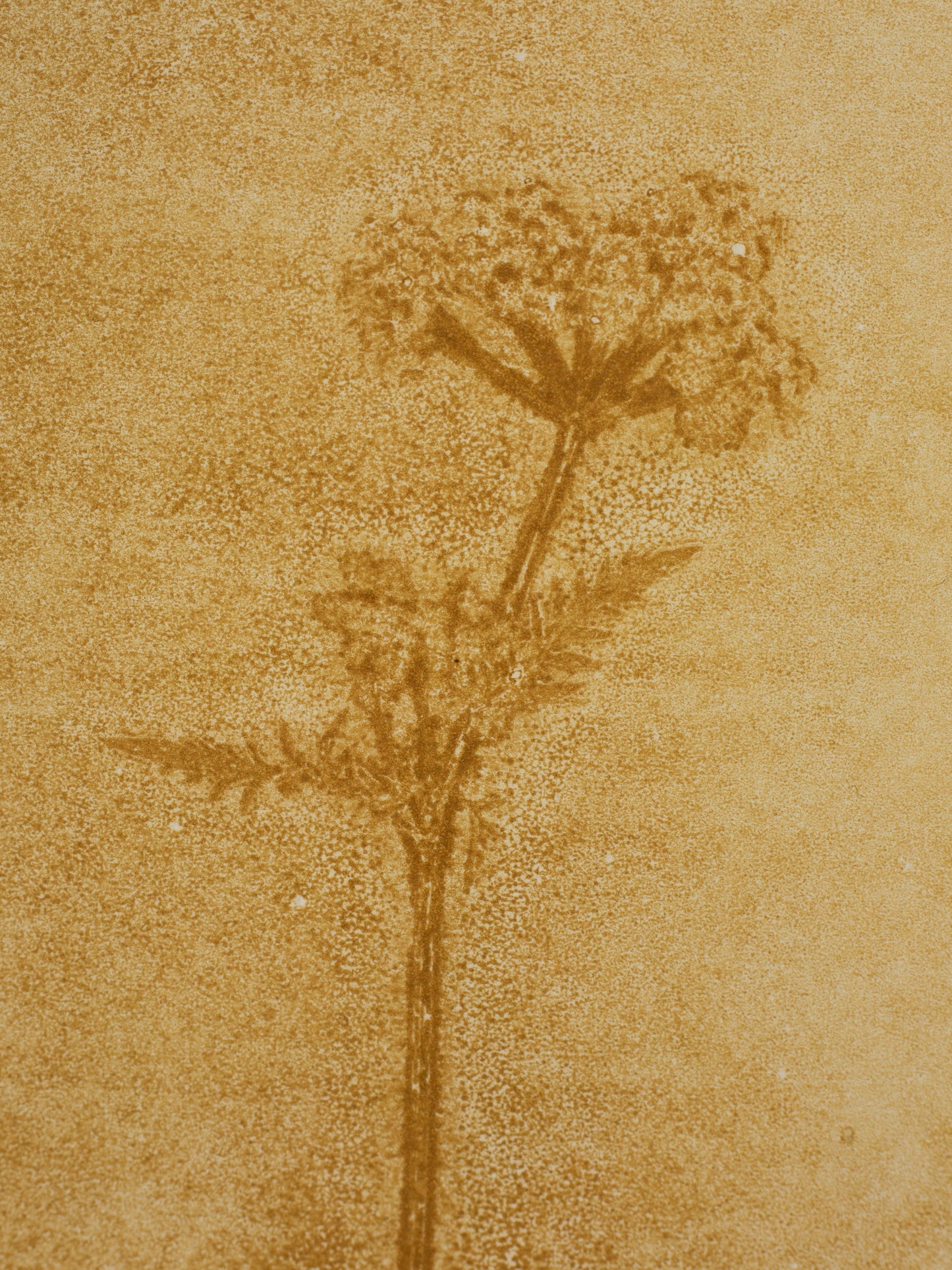 Cow Parsley 1, Yellow Ochre Ghost Monoprint