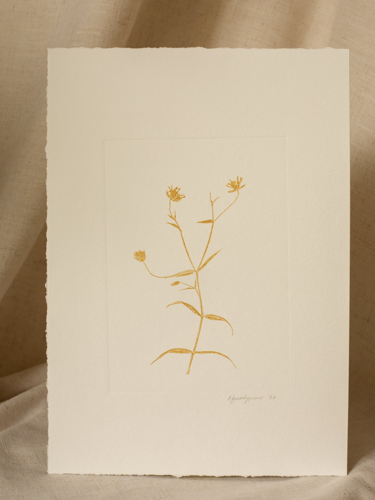 Greater Stitchwort 1, Yellow Ochre Monoprint