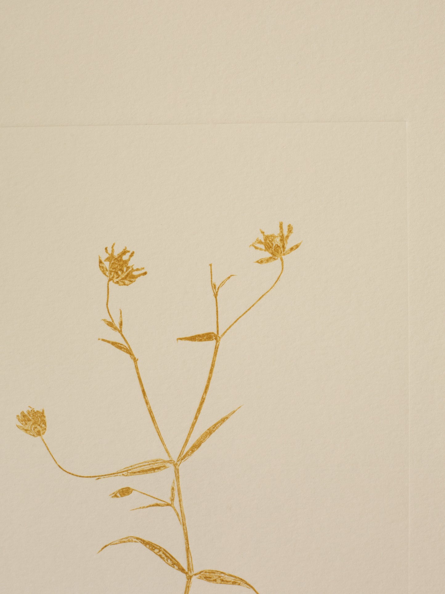 Greater Stitchwort 1, Yellow Ochre Monoprint