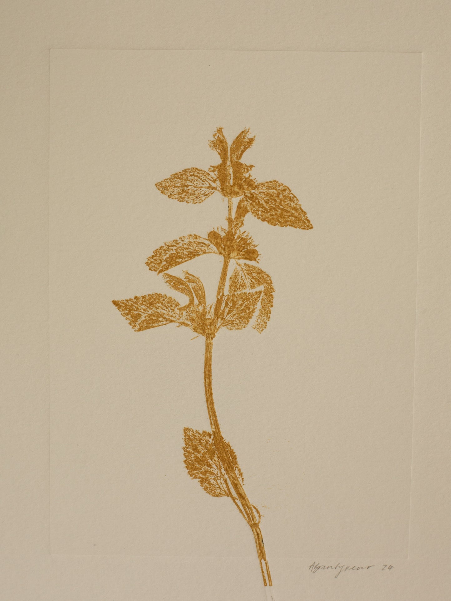 Yellow archangel 1, Yellow Ochre Monoprint