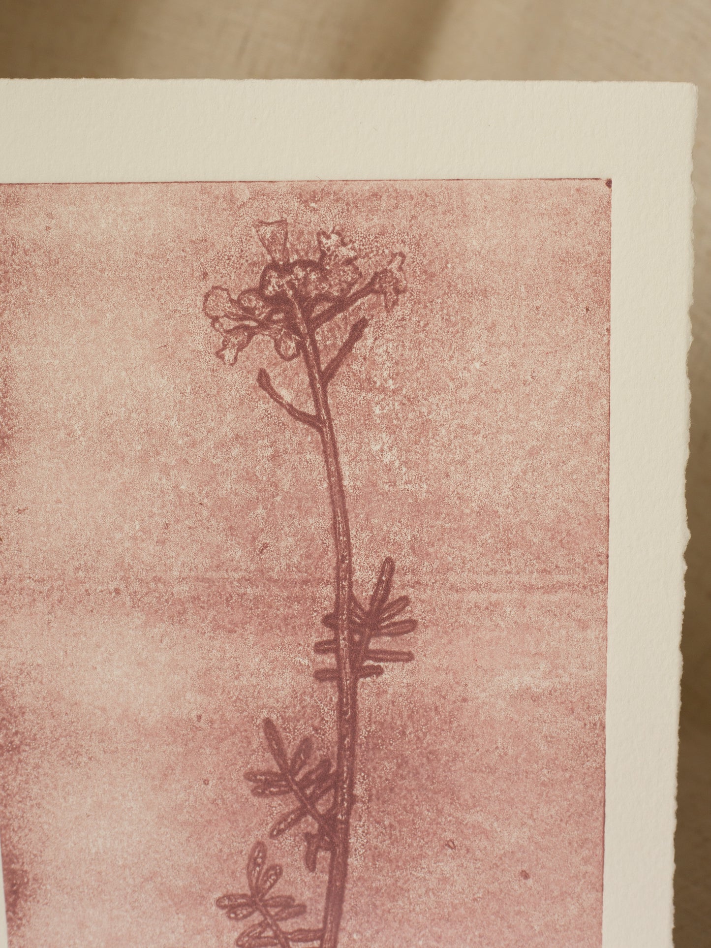 Cuckoo Flower 2, Mauve Ghost Print