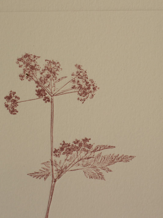 Cow Parsley 1, Mauve Monoprint