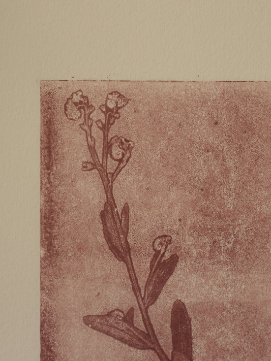 Forget-Me-Not 2, Mauve Ghost Monoprint