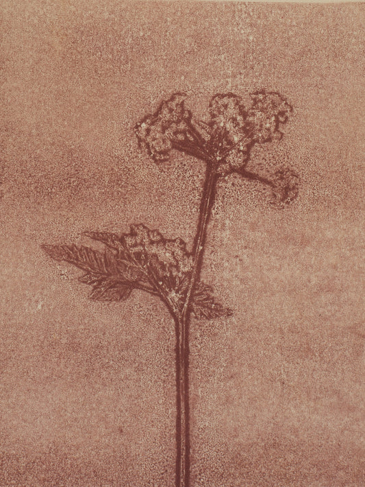 Cow Parsley 2, Mauve Ghost Monoprint