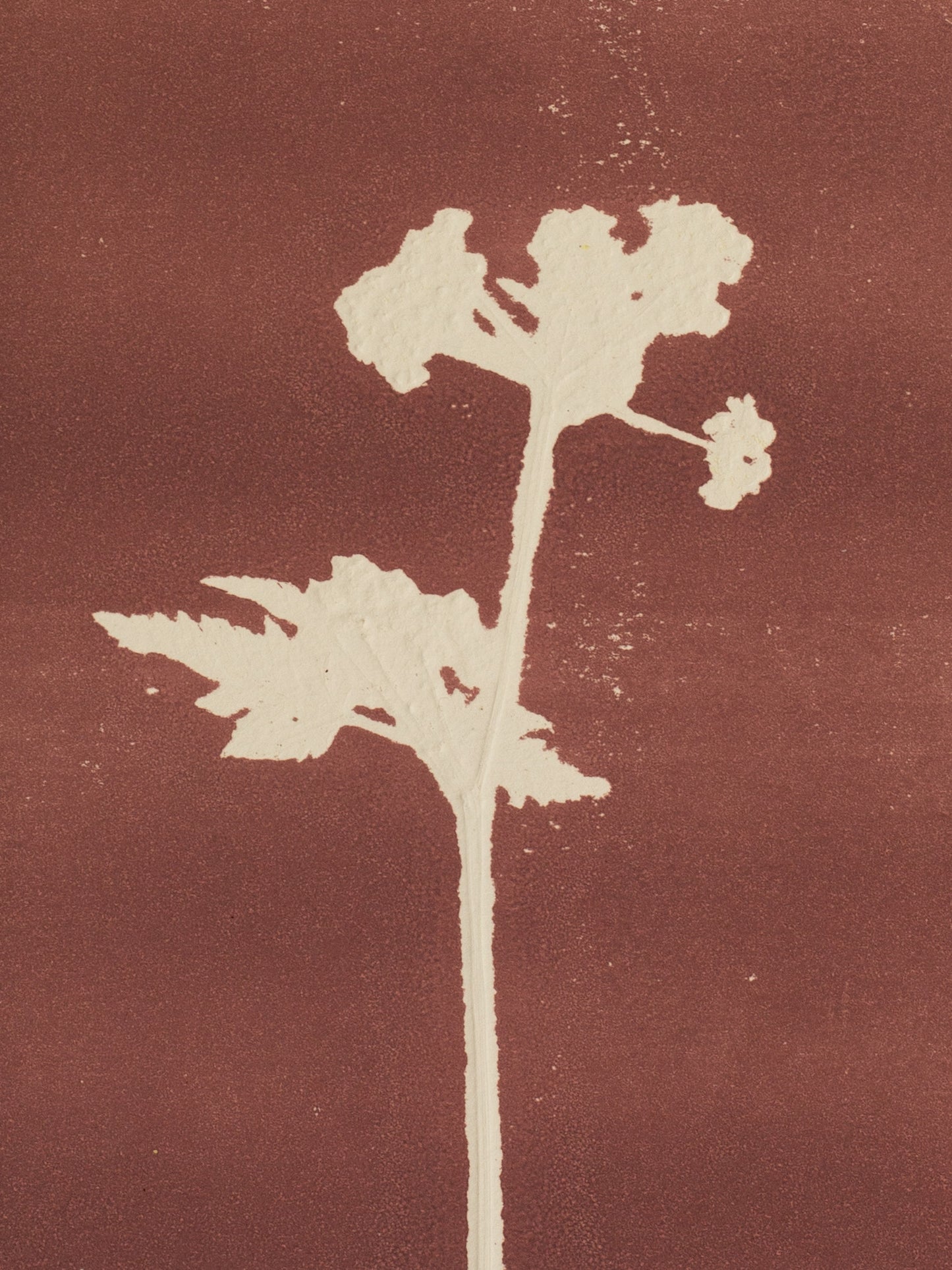 Cow Parsley 3, Mauve Monoprint