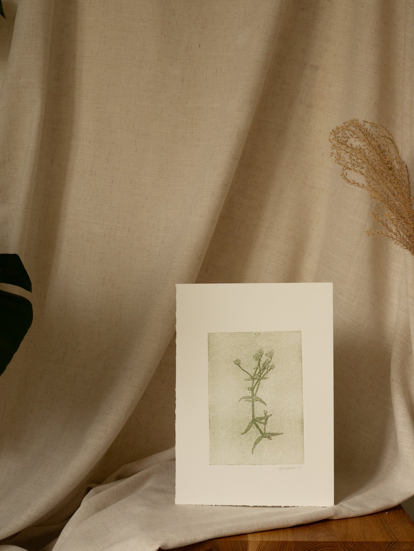 Greater Stitchwort 1, Green Ghost Monoprint