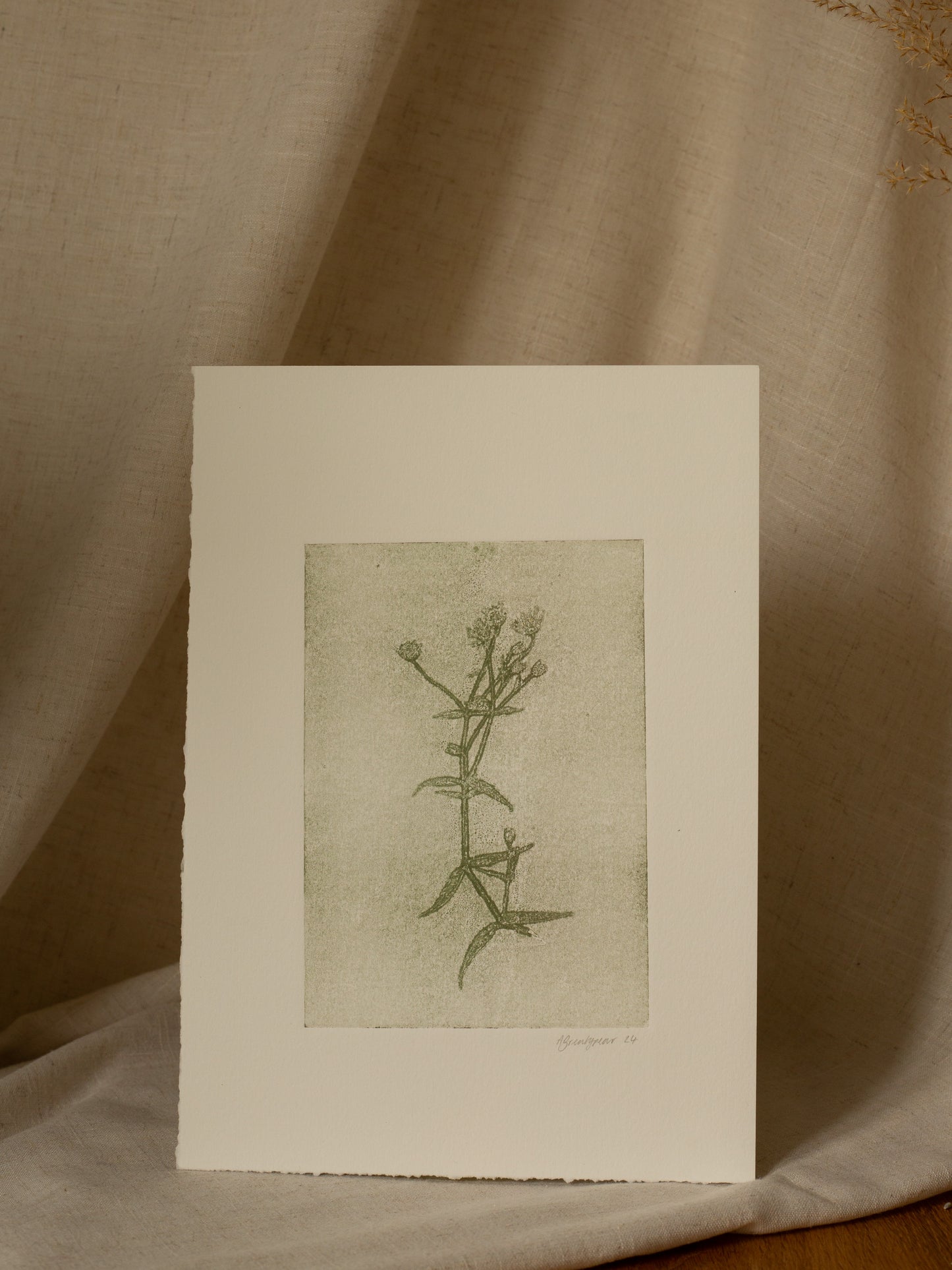 Greater Stitchwort 1, Green Ghost Monoprint