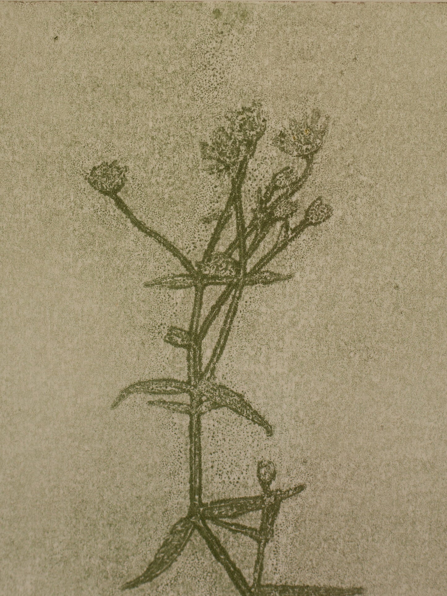 Greater Stitchwort 1, Green Ghost Monoprint