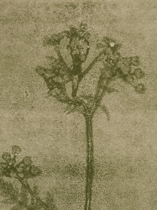 Cow Parsley 1, Green Ghost Monoprint