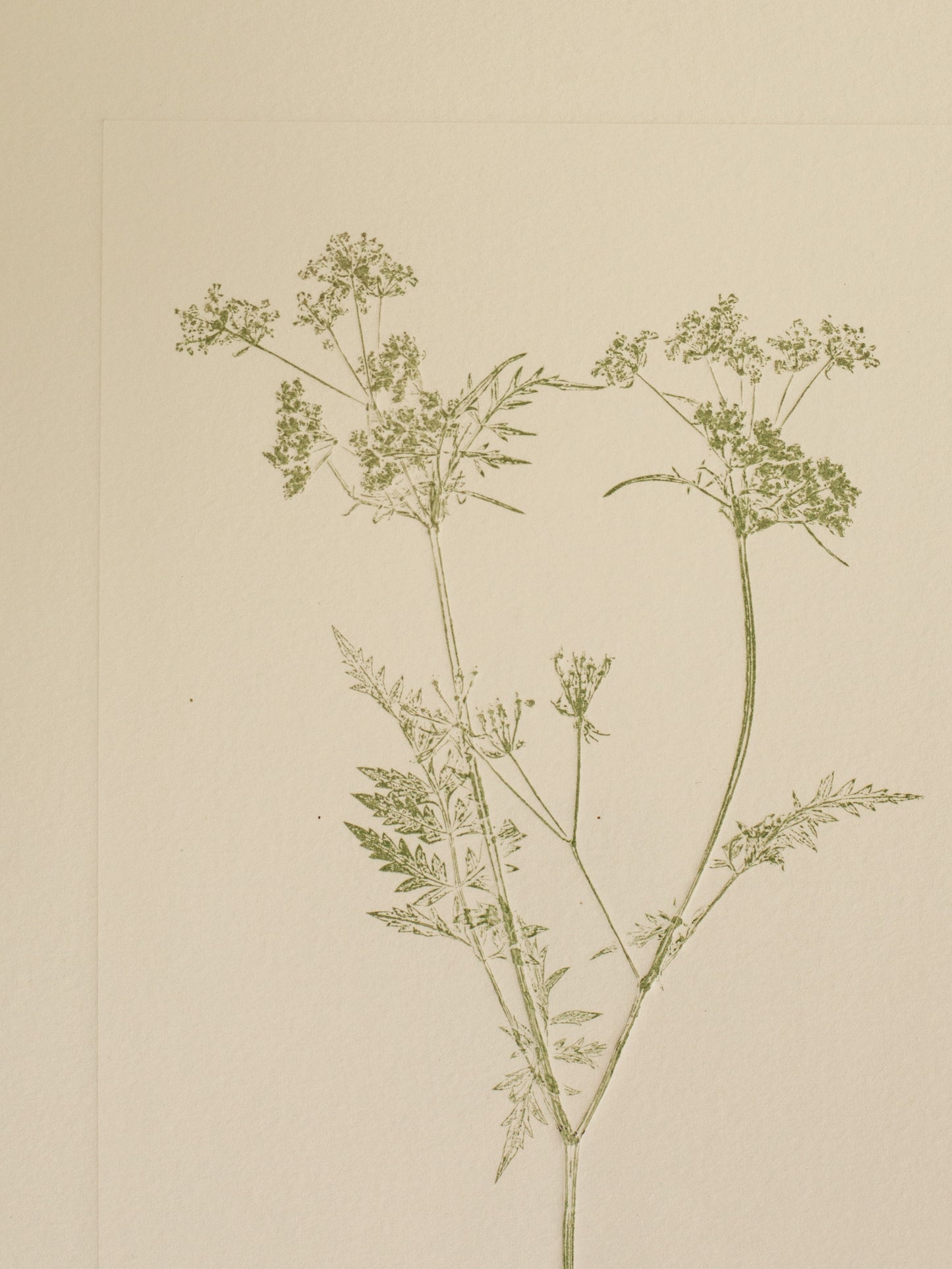 Cow Parsley 3, Green Monoprint