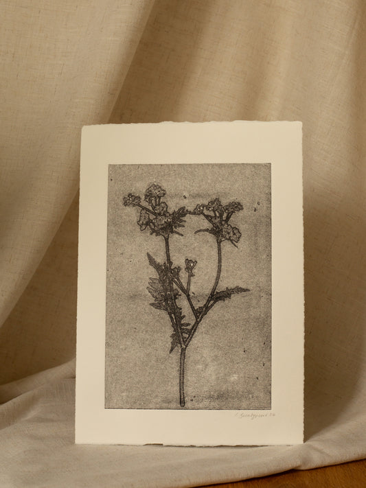 Cow Parsley 1, Dark Grey Ghost Monoprint