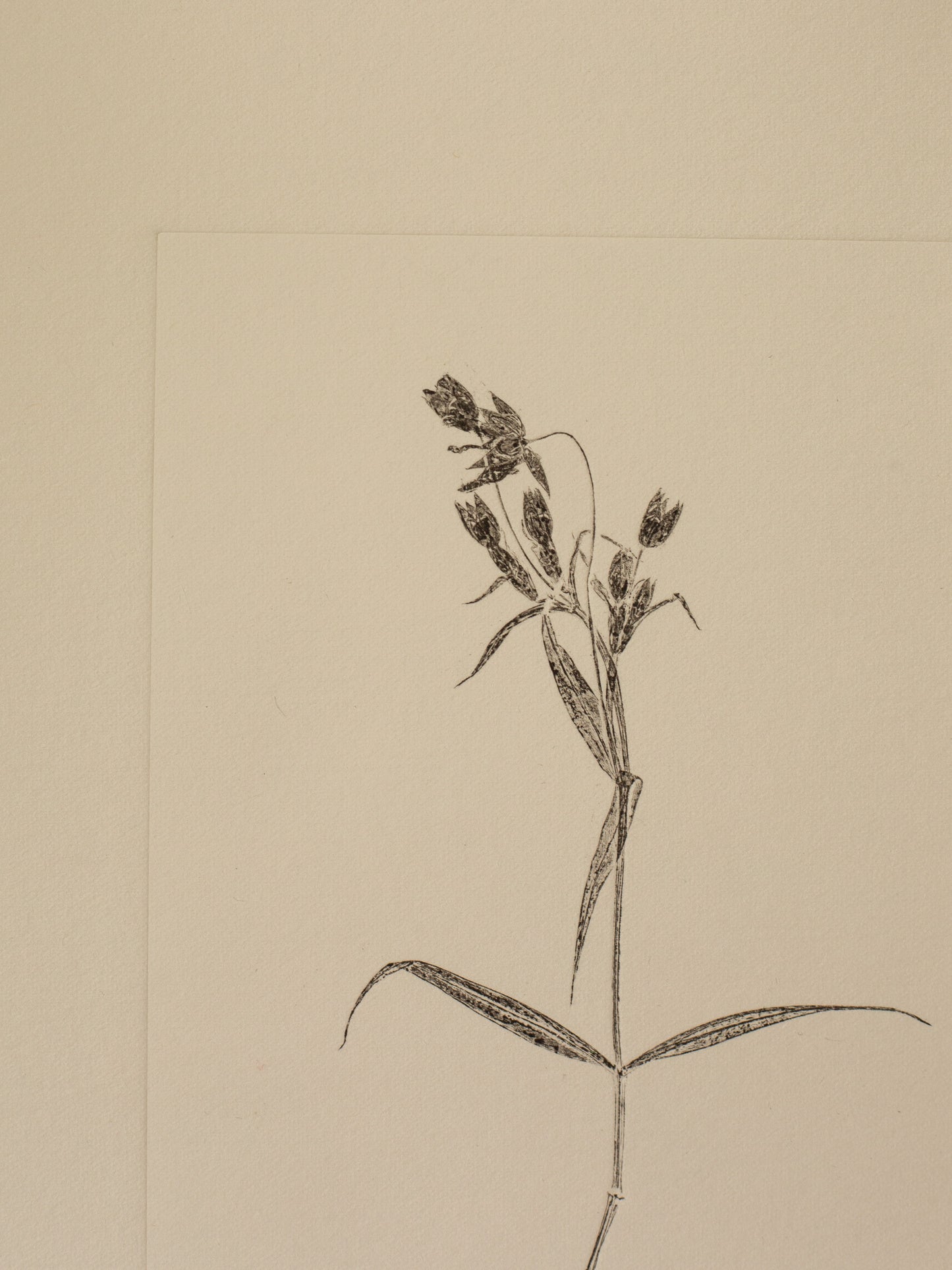 Greater Stitchwort 1, Dark Grey Monoprint