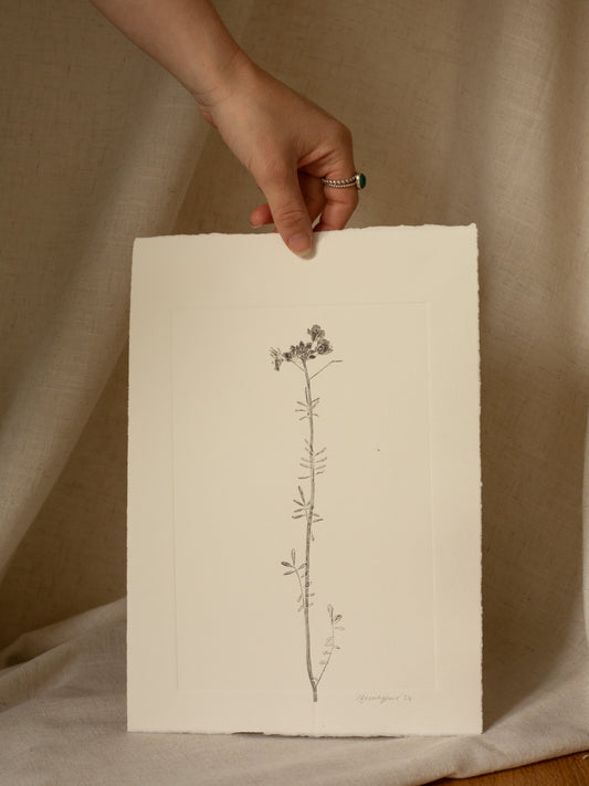 Cuckoo Flower 1, Dark Grey Monoprint