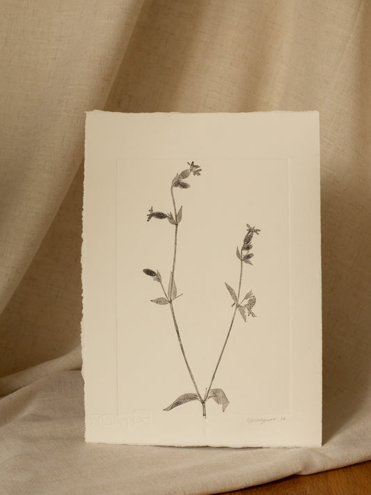 Red Campion Flower 1, Dark Grey Monoprint