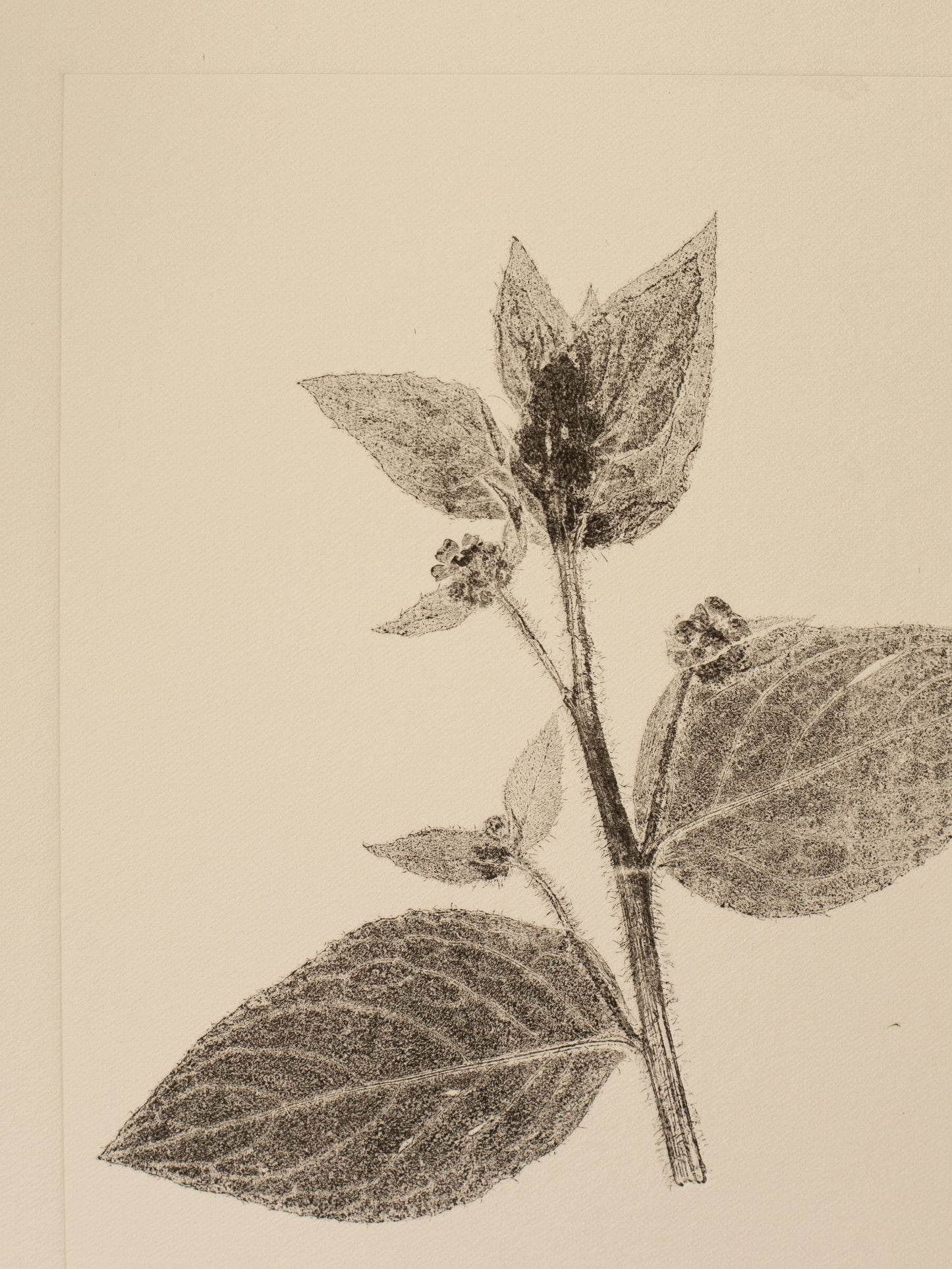 Green alkanet 3, Dark Grey Monoprint