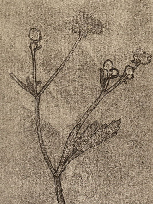 Meadow Buttercup 1, Dark Grey Ghost Print