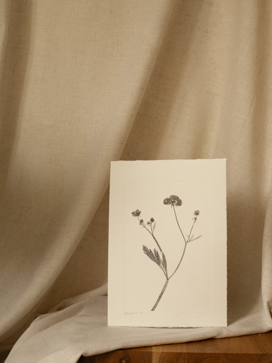 Meadow Buttercup 2, Dark Grey Monoprint