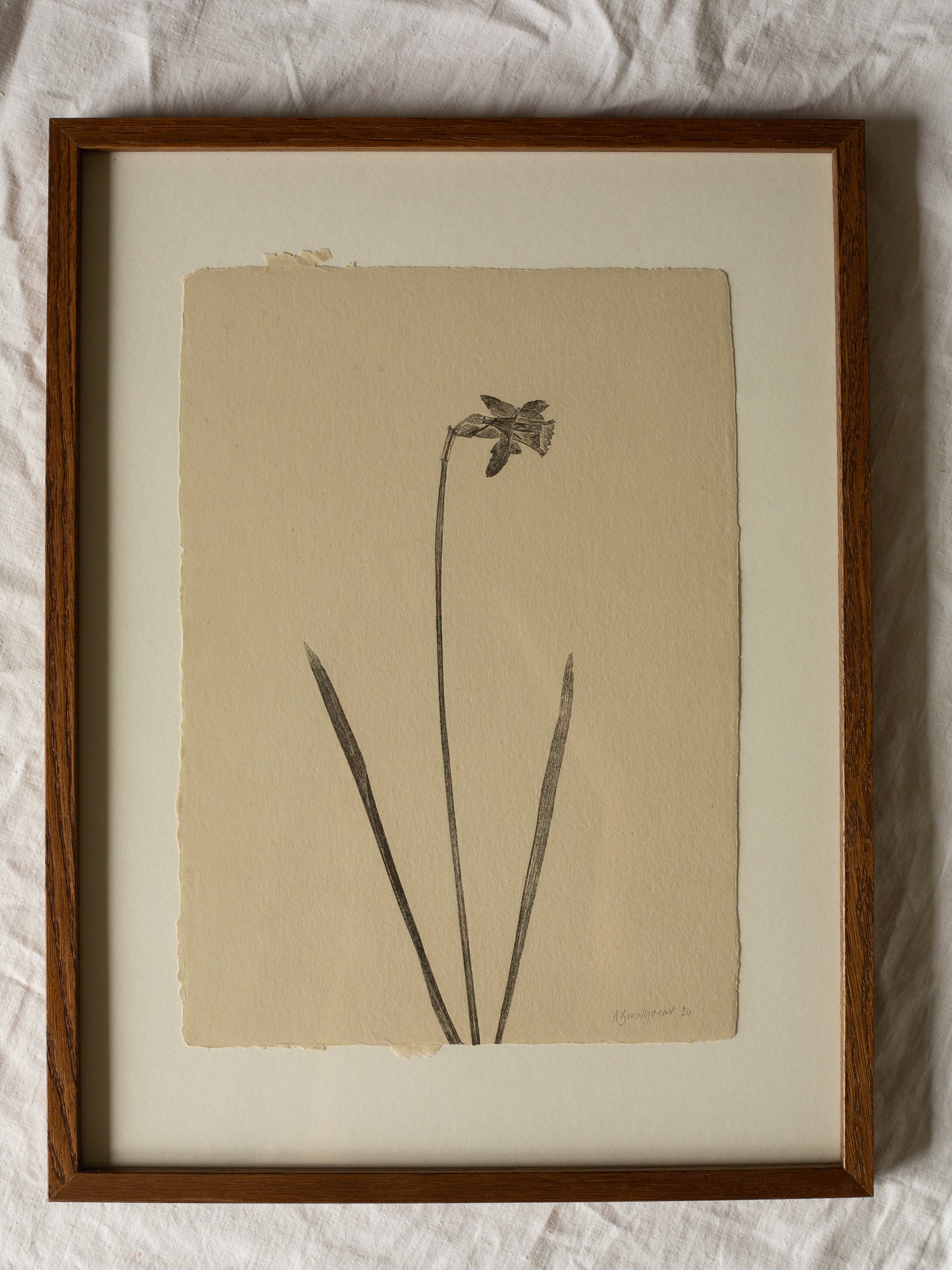 Daffodil Botanical Monoprint, A4 framed. Oak frame with a walnut varnish. Beige handmade paper. 