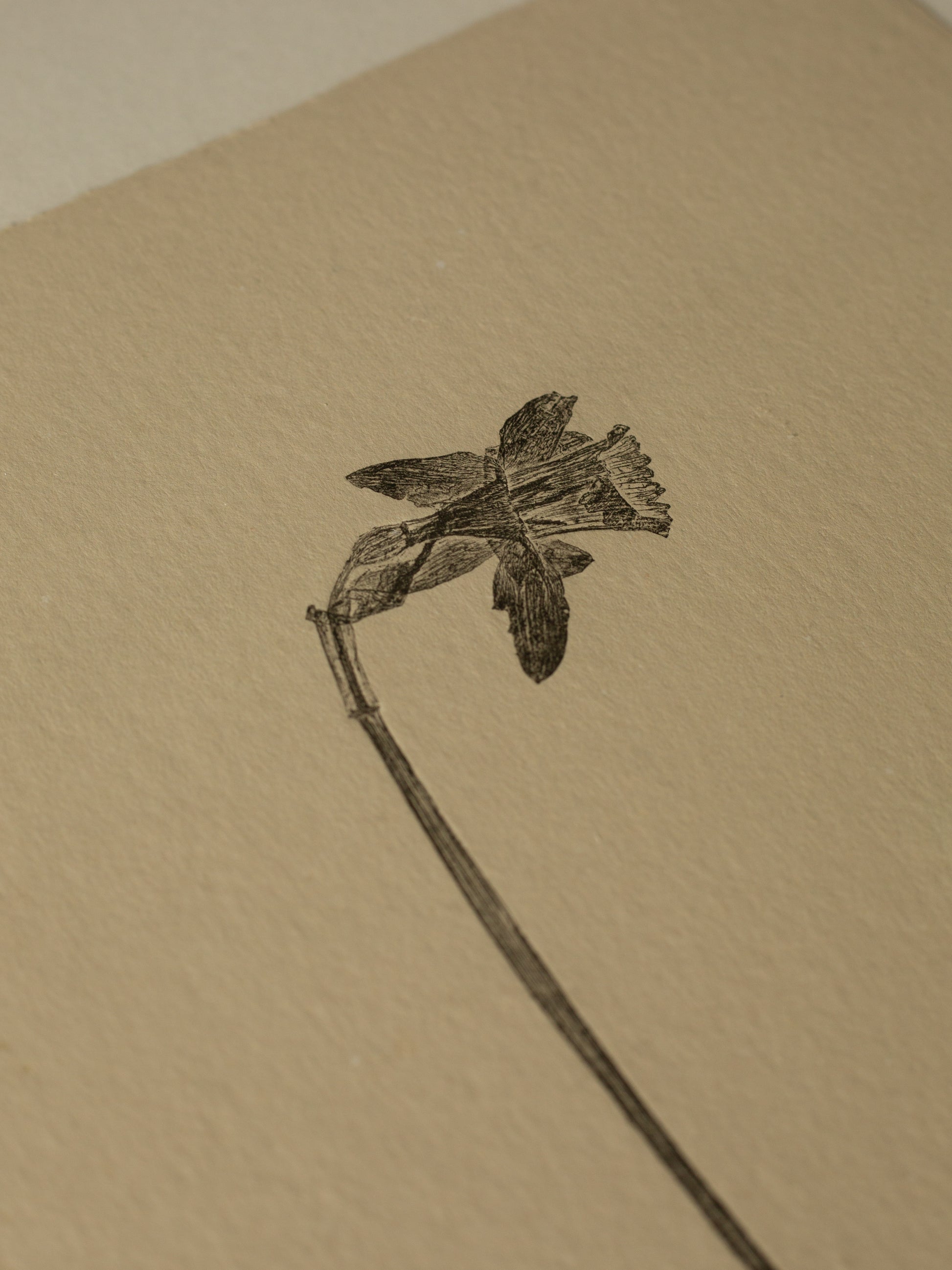 Close up photograph of the daffodil petals, hand printed Monoprint. Black ink on handmade paper. 